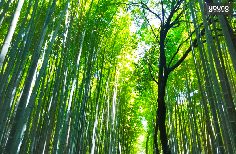 영화 <게이샤의 추억>을 촬영했던 아라시야마 대나무 숲