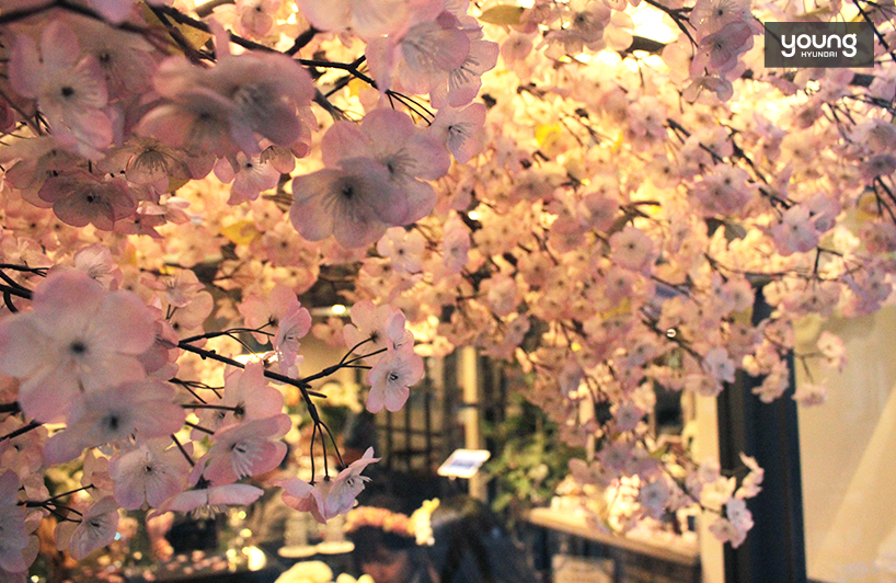 ▲ 입구에 있는 벚꽃나무